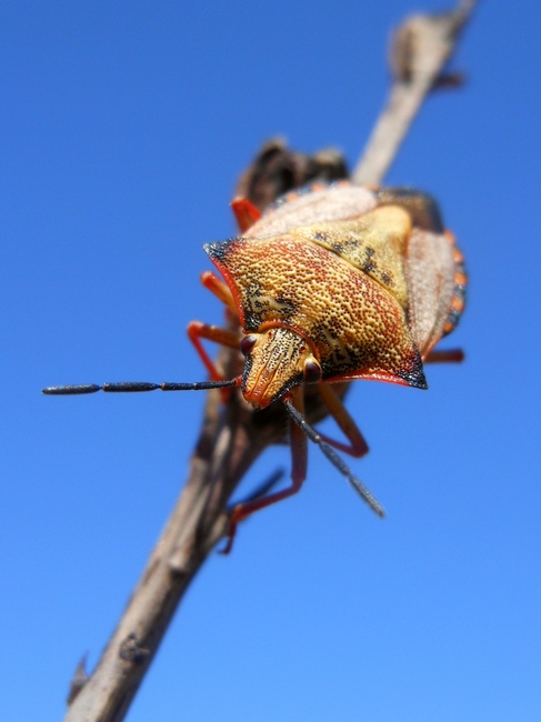 Pentatomidae: Carpocoris mediterraneus atlanticus